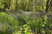 Hyacinthoides non-scripta