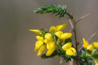 Genista anglica