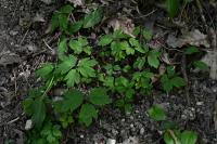 Anemone nemorosa