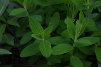 Hypericum hirsutum