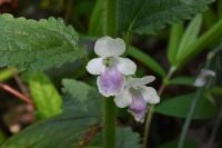 Melittis melissophyllum