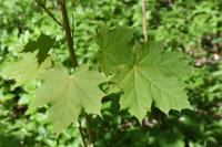Acer platanoides