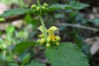 Lamium galeobdolon