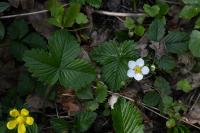 Fragaria vesca