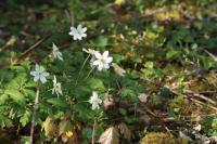 Anemone nemorosa