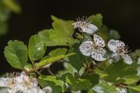 Crataegus laevigata