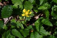 Potentilla indica