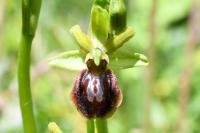 Ophrys aranifera
