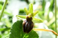 Ophrys aranifera