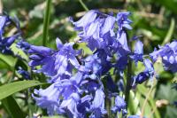 Hyacinthoides non-scripta