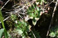 Sempervivum tectorum