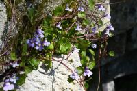 Cymbalaria muralis