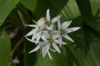 Allium ursinum
