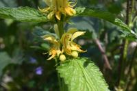 Lamium galeobdolon