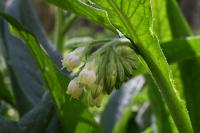 Symphytum officinale