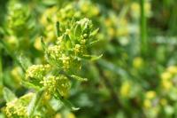 Cruciata laevipes