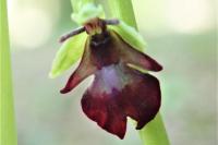 Ophrys insectifera