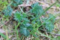 Potentilla argentea