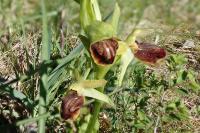 Ophrys aranifera