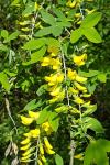 Laburnum anagyroides