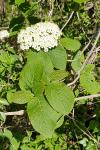 Viburnum lantana