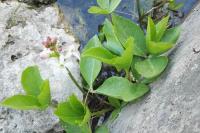 Menyanthes trifoliata
