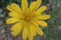 Tragopogon pratensis subsp. pratensis