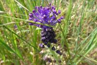 Muscari comosum