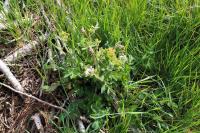 Pastinaca sativa