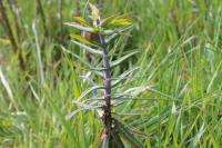 Euphorbia lathyris