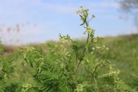 Anthriscus sylvestris