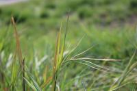 Anisantha sterilis