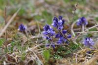 Polygala calcarea