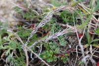 Linum appressum