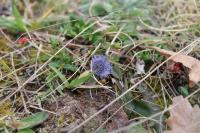 Globularia bisnagarica