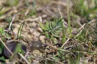 Teucrium montanum