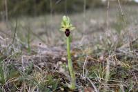 Ophrys aranifera
