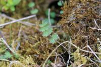 Pimpinella saxifraga