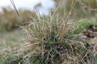 Festuca marginata
