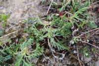 Seseli montanum