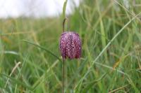 Fritillaria meleagris
