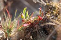 Rumex acetosella