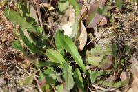 Hypochaeris glabra