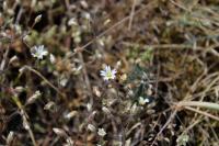 Cerastium semidecandrum