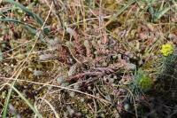 Petrosedum rupestre