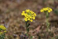 Alyssum montanum