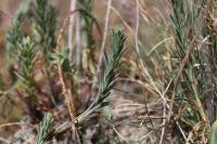 Euphorbia seguieriana