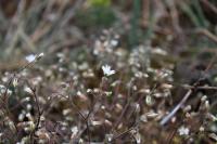 Cerastium semidecandrum