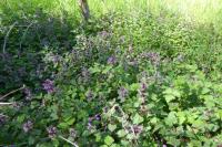 Lamium maculatum
