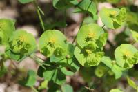 Euphorbia amygdaloides
